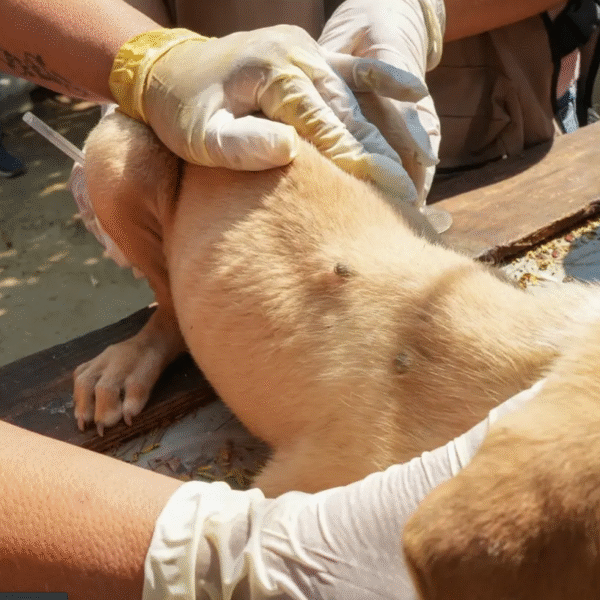 Navojoa ocupa segundo lugar en muertes por rickettsia en Sonora