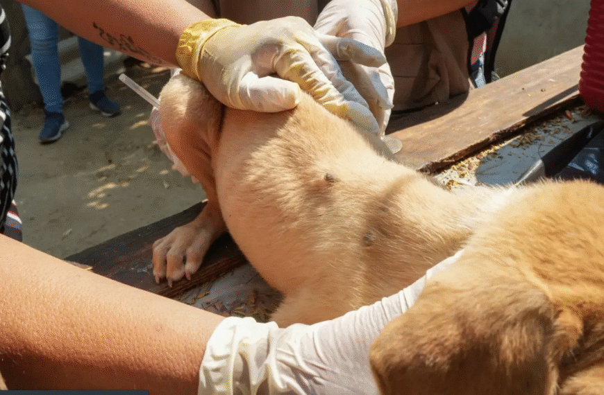 Navojoa ocupa segundo lugar en muertes por rickettsia en Sonora
