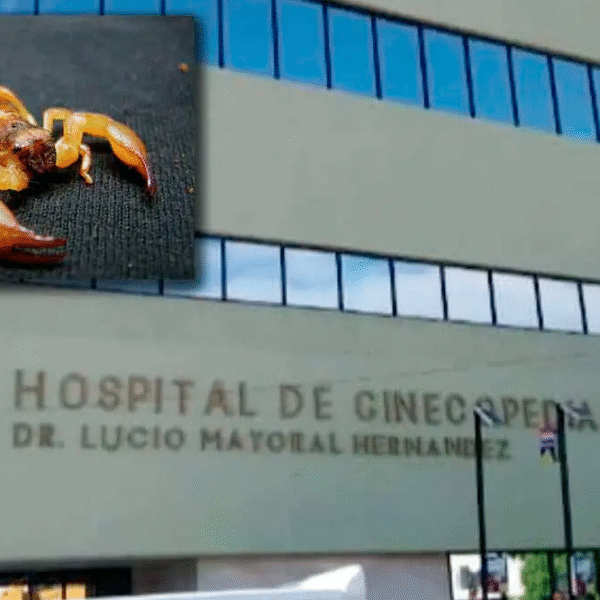 IMSS admite falta de antídoto en caso de niña fallecida por picadura de alacrán en kínder de Hermosillo