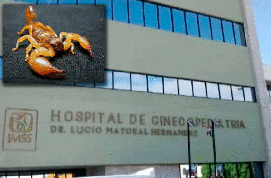 IMSS admite falta de antídoto en caso de niña fallecida por picadura de alacrán en kínder de Hermosillo