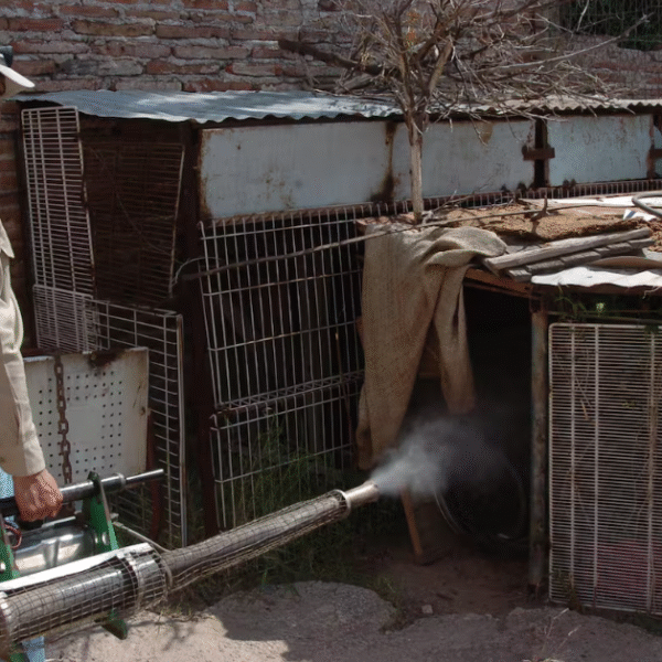 Refuerzan combate al dengue con fumigación en 44 colonias de Cajeme