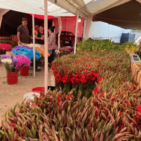 El Mercado de Abastos de Navojoa se llena de color con la flor del Día de Muertos