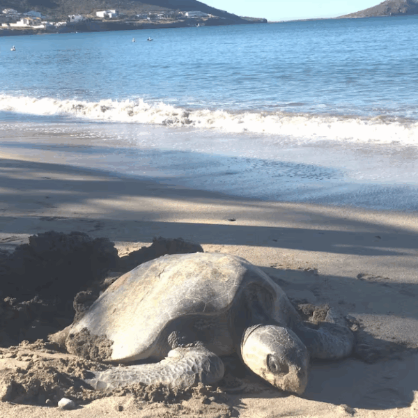 Tortugas pierden espacio para anidar en Bahía de Kino por construcciones, mal tiempo y vehículos