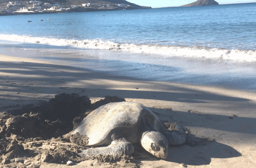 Tortugas pierden espacio para anidar en Bahía de Kino por construcciones, mal tiempo y vehículos