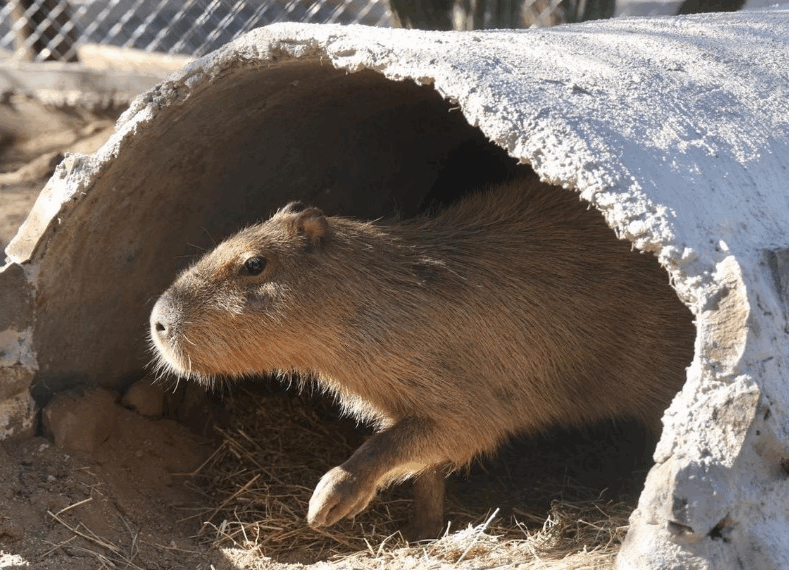 El «Roedor Gigante» que Conquistó Sonora: Capibara Atrae a Miles al Centro Ecológico