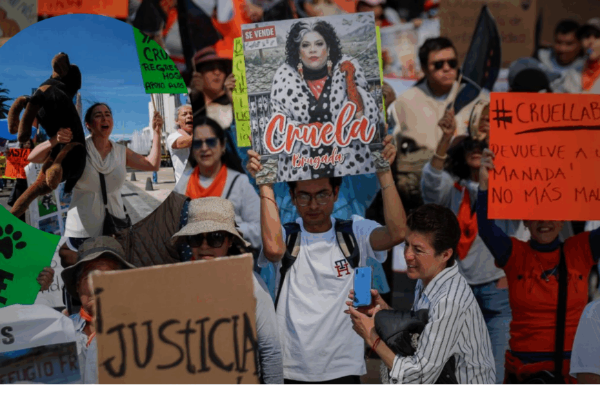 Refugio Franciscano denuncia masacre animal tras desalojo