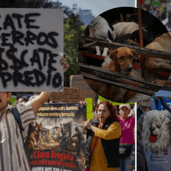 Animalistas Marchan por Reforma Tras Polémico Desalojo del Refugio Franciscano