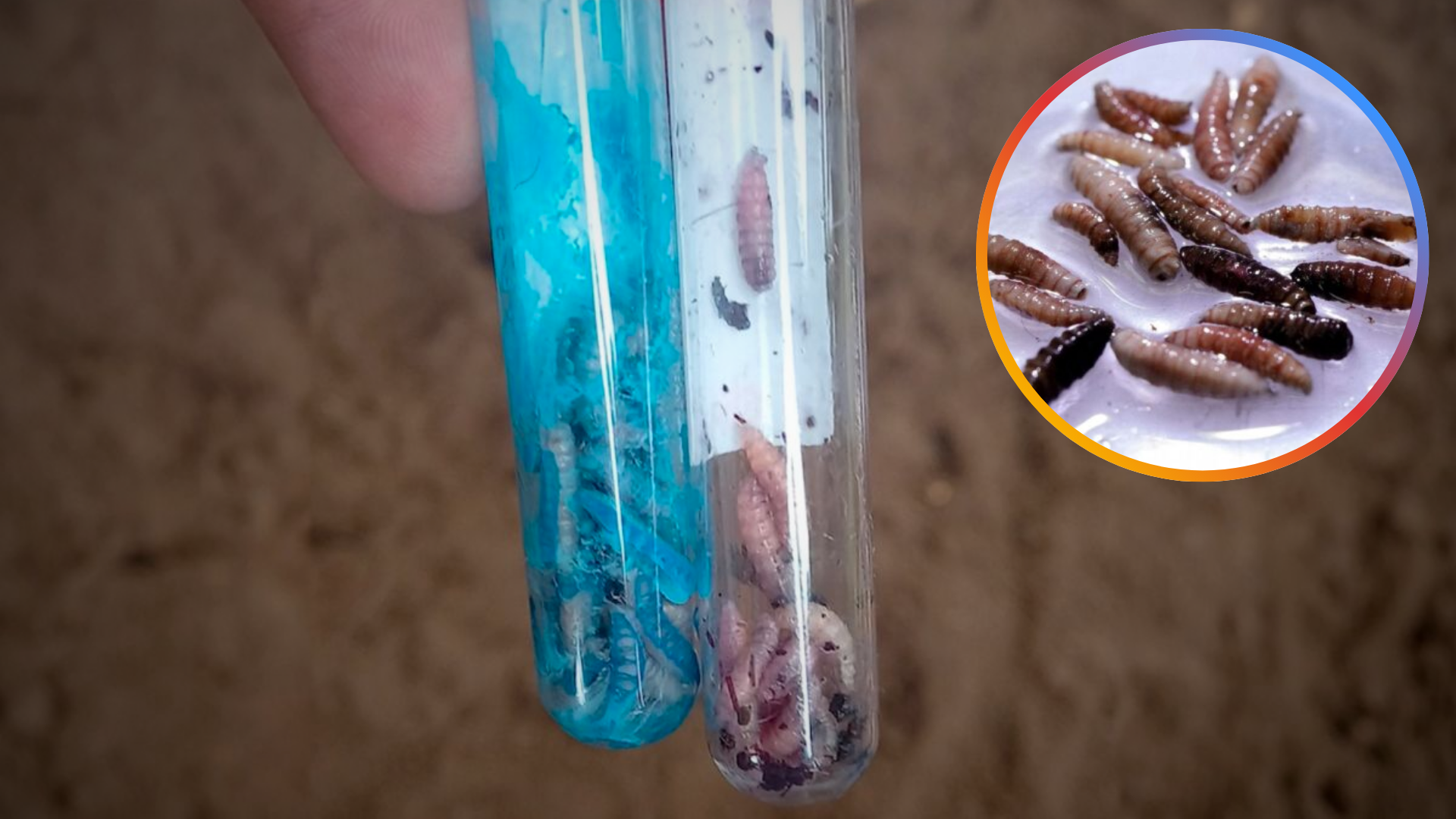 México registra 135 casos de gusano barrenador en humanos