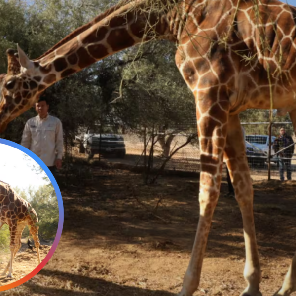 Nueva habitante en el Centro Ecológico: jirafa macho llegó desde Chapultepec
