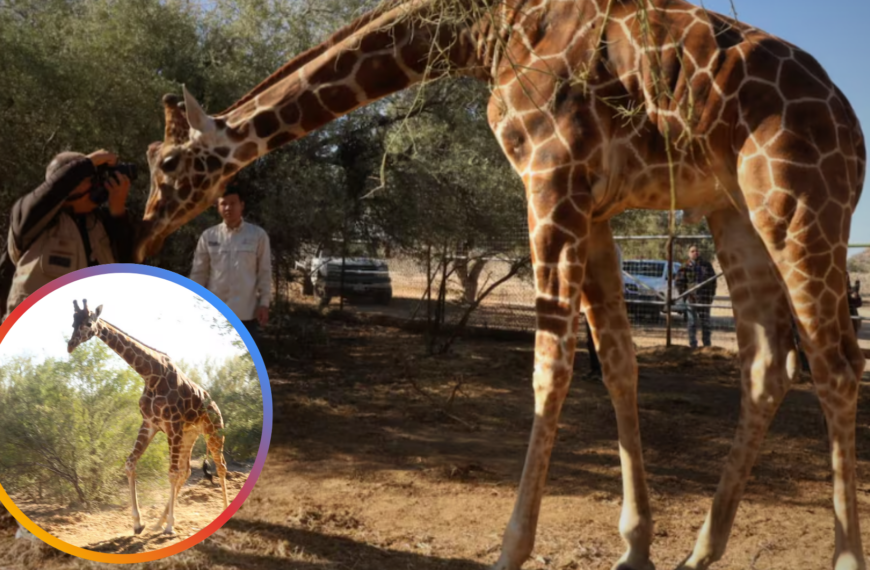 Nueva habitante en el Centro Ecológico: jirafa macho llegó desde Chapultepec