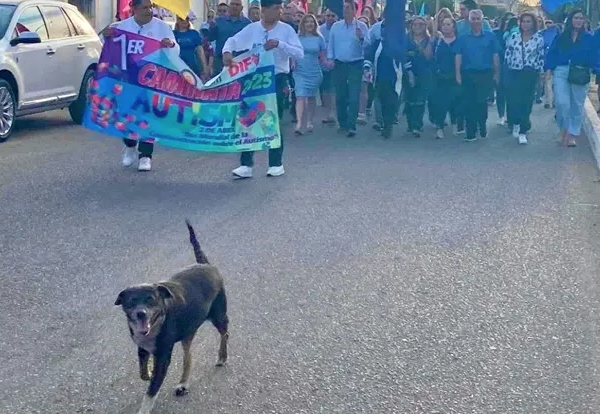 Fallece “La Gorda”, perrita símbolo del centro de Navojoa