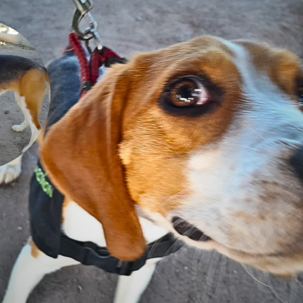 Abigail, la perrita detectora de drogas que protege a jóvenes en Narconon Navojoa