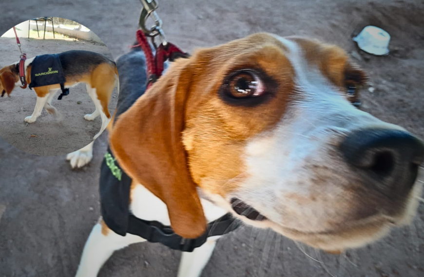 Abigail, la perrita detectora de drogas que protege a jóvenes en Narconon Navojoa