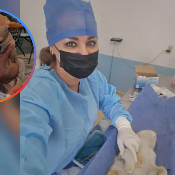 Navojoa se mantiene libre de rabia en fauna doméstica por campañas permanentes de vacunación