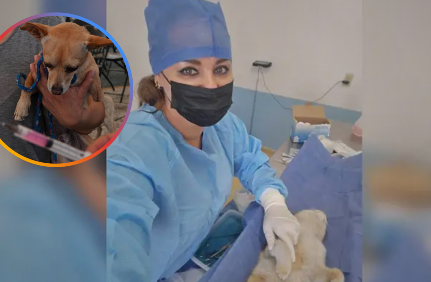 Navojoa se mantiene libre de rabia en fauna doméstica por campañas permanentes de vacunación