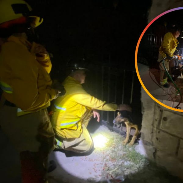 Rescatan a perrita atrapada entre rejas en Huatabampo; vecinos llamaron al 911