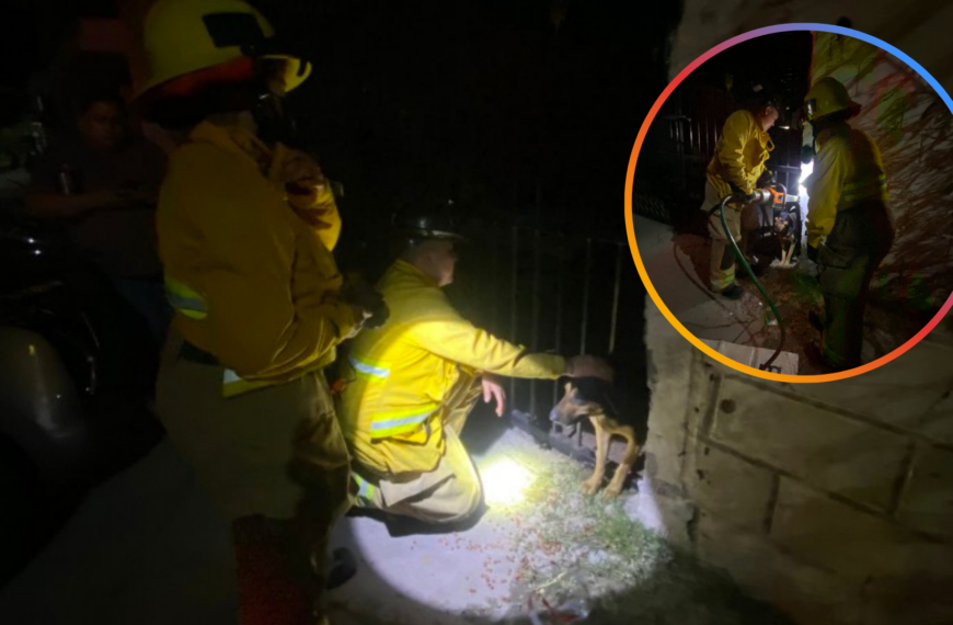Rescatan a perrita atrapada entre rejas en Huatabampo; vecinos llamaron al 911