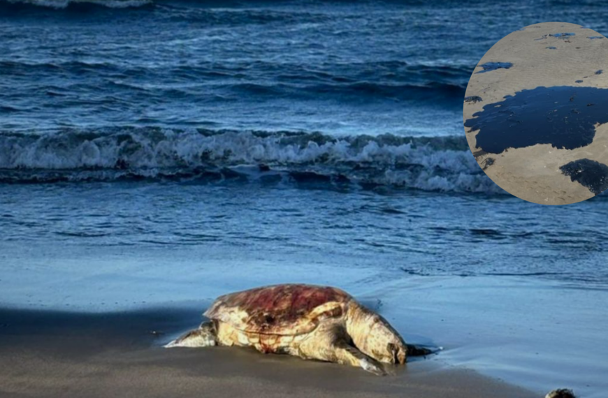 Comunidades denuncian que sigue llegando chapopote a costas de Veracruz y Tabasco