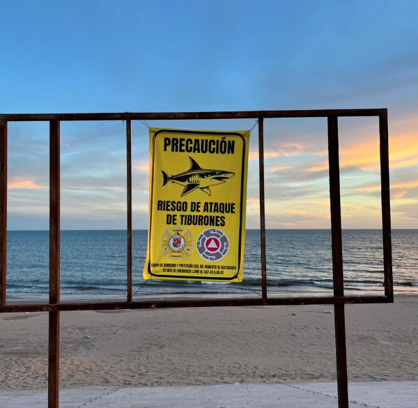 Refuerzan alertas en Huatabampito por avistamiento de tiburón cercano a la costa; instalan señalética de prevención
