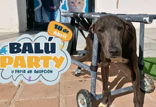 Organizan ‘Balú Party’ en Navojoa para apoyar a perrito rescatado con fractura irreversible en la columna