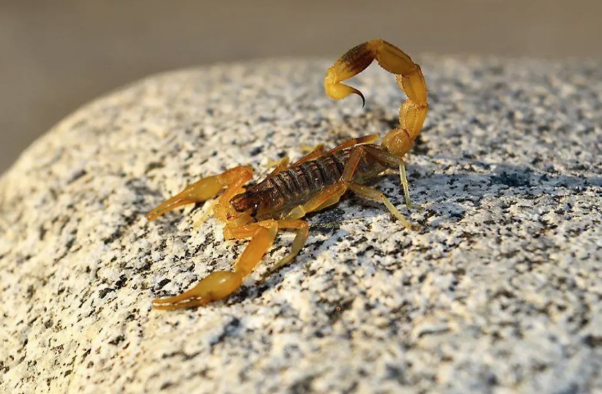 Ante calor, alertan por picaduras de animales ponzoñosos en Navojoa; recomiendan revisar calzado y evitar automedicarse