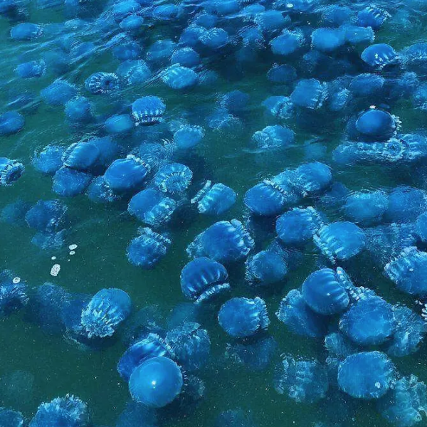 Temporada de aguamala se torna incierta para sector ribereño en Guaymas pese a abundancia del producto