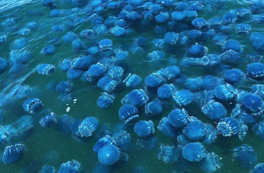 Temporada de aguamala se torna incierta para sector ribereño en Guaymas pese a abundancia del producto