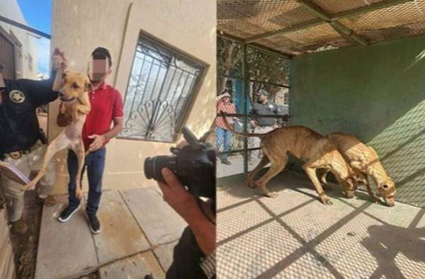 Rescatan perros maltratados en Obregón; dueño bajo investigación tras denuncia en redes sociales