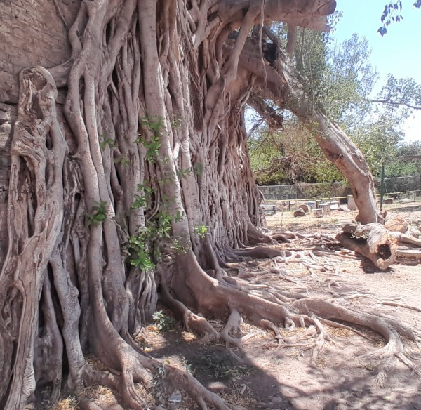 Histórico nacapule en riesgo; realizan poda de emergencia en Navojoa tras desprendimiento de una de sus ramas principales