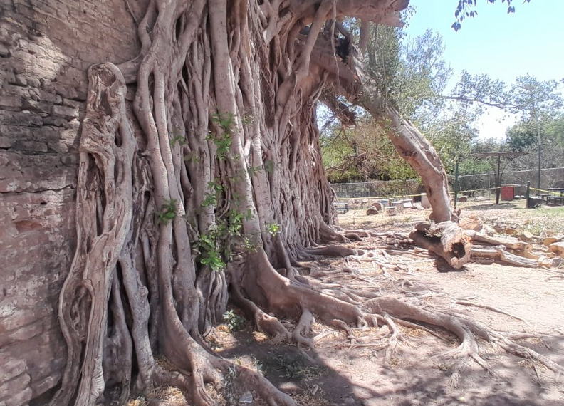 Histórico nacapule en riesgo; realizan poda de emergencia en Navojoa tras desprendimiento de una de sus ramas principales