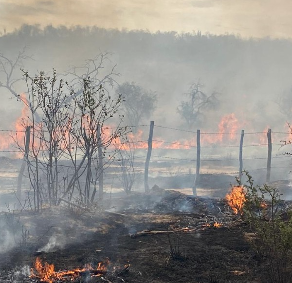Incendios forestales y de maleza se intensifican en el Valle del Mayo; Huatabampo acumula más de 100 siniestros en lo que va del año