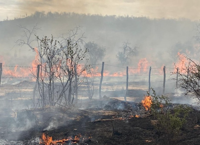 Incendios forestales y de maleza se intensifican en el Valle del Mayo; Huatabampo acumula más de 100 siniestros en lo que va del año
