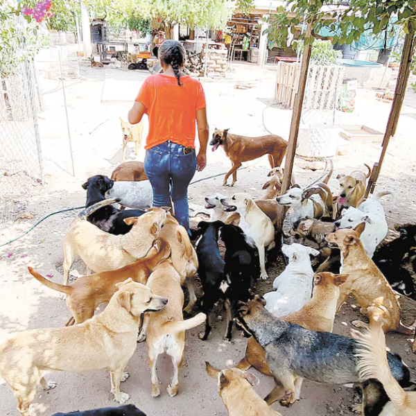 Dámaris y sus 200 perros rescatados necesitan donaciones para alimento y esterilización