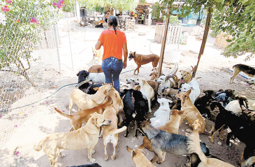 Dámaris y sus 200 perros rescatados necesitan donaciones para alimento y esterilización