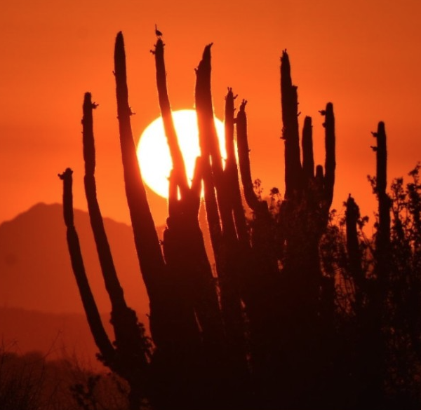 Señalan aumento inusual de temperaturas en diciembre en Sonora durante los últimos cinco años