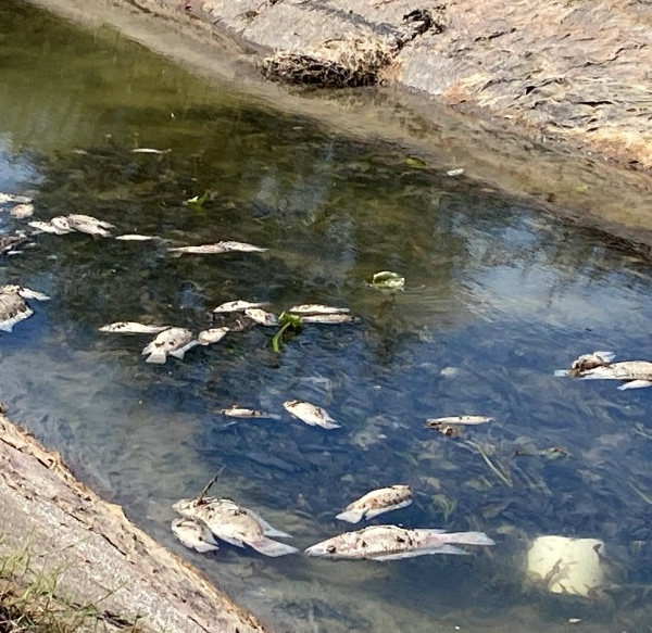 Mortandad de peces en canal secundario del Canal Alto