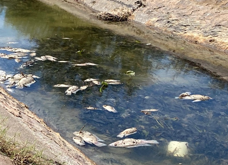 Mortandad de peces en canal secundario del Canal Alto