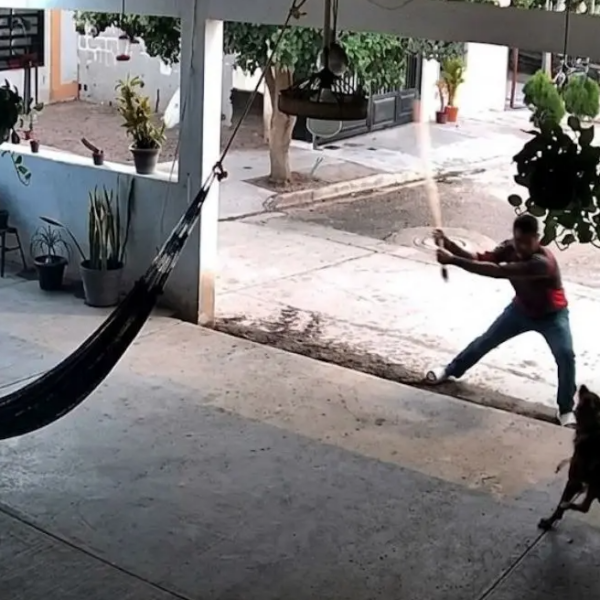 Denuncian agresión contra perro ‘Toto’ en Navojoa; fue golpeado con un palo