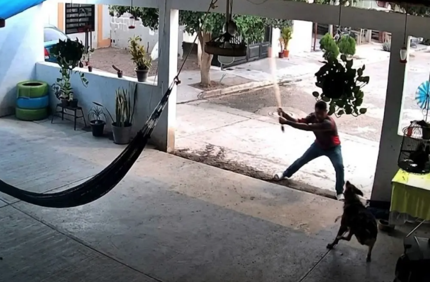 Denuncian agresión contra perro ‘Toto’ en Navojoa; fue golpeado con un palo