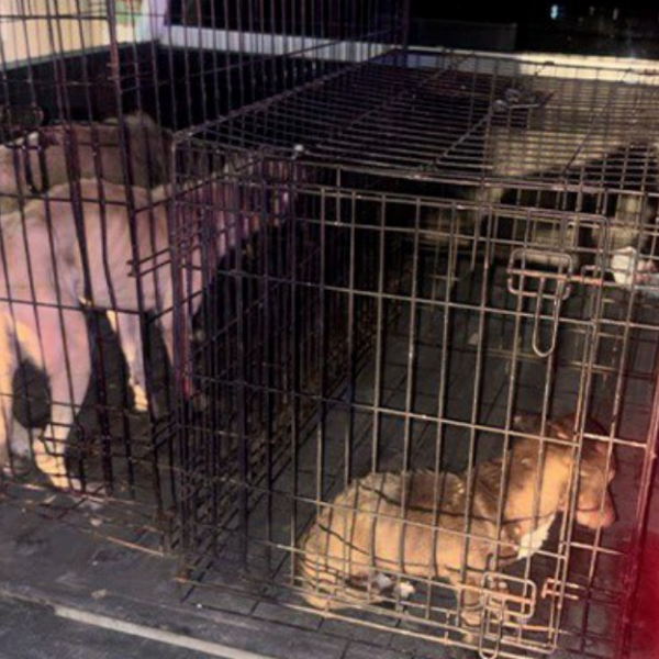 Rescatan cuatro perros por maltrato en Navojoa y Empalme tras cateos de AMIC