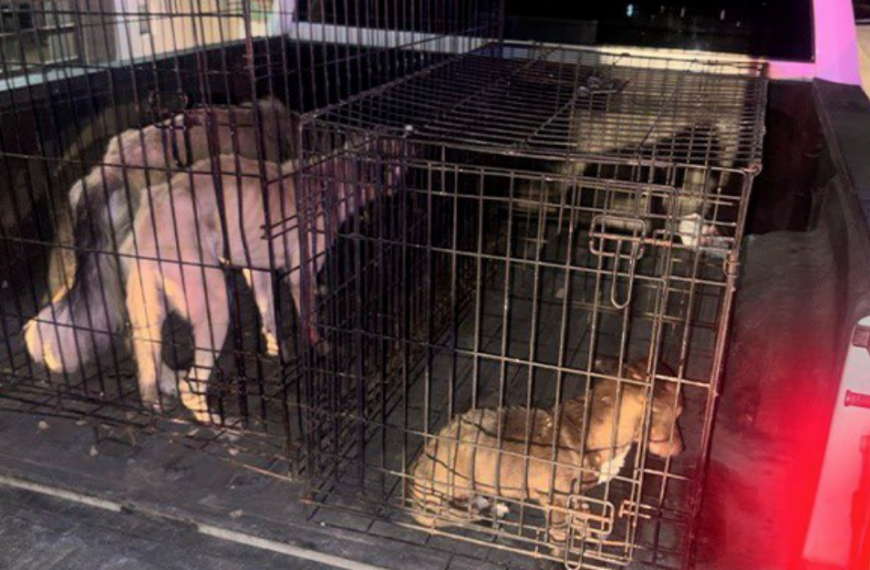 Rescatan cuatro perros por maltrato en Navojoa y Empalme tras cateos de AMIC