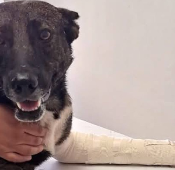Tras el caso “Toto”, Navojoa ya piensa en cambios para los animales