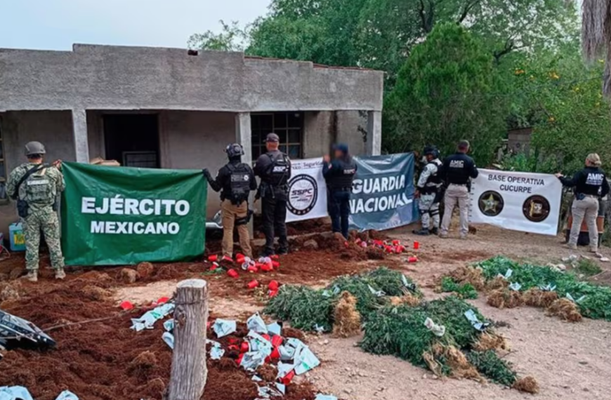 Decomisan más de 800 plantas de mariguana en Cucurpe