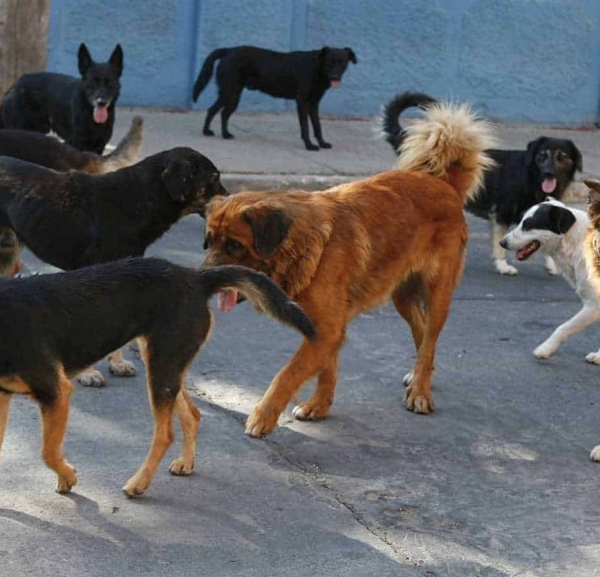 Saturados refugios en Navojoa por aumento de perros maltratados y atropellados