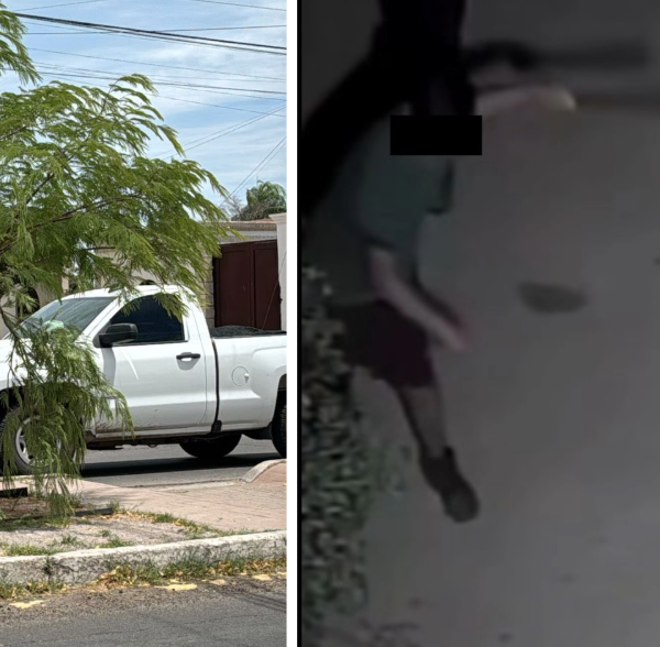 Vandalizan árboles reforestados en Navojoa; ecologistas de ‘Acción Verde’ piden sanciones