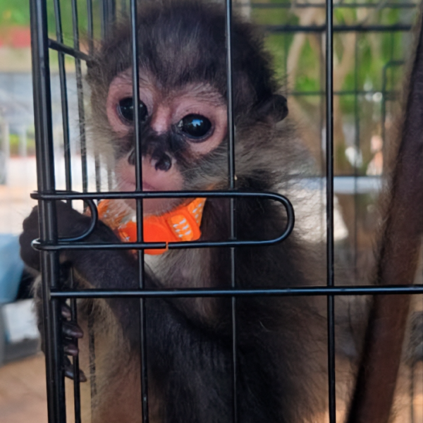 Rescatan 482 ejemplares de flora y fauna en operativo contra el tráfico ilegal