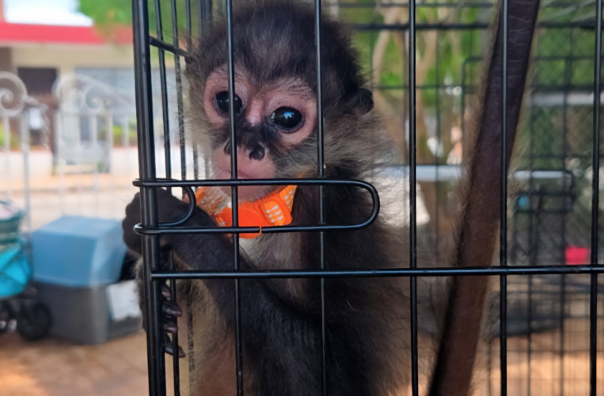 Rescatan 482 ejemplares de flora y fauna en operativo contra el tráfico ilegal