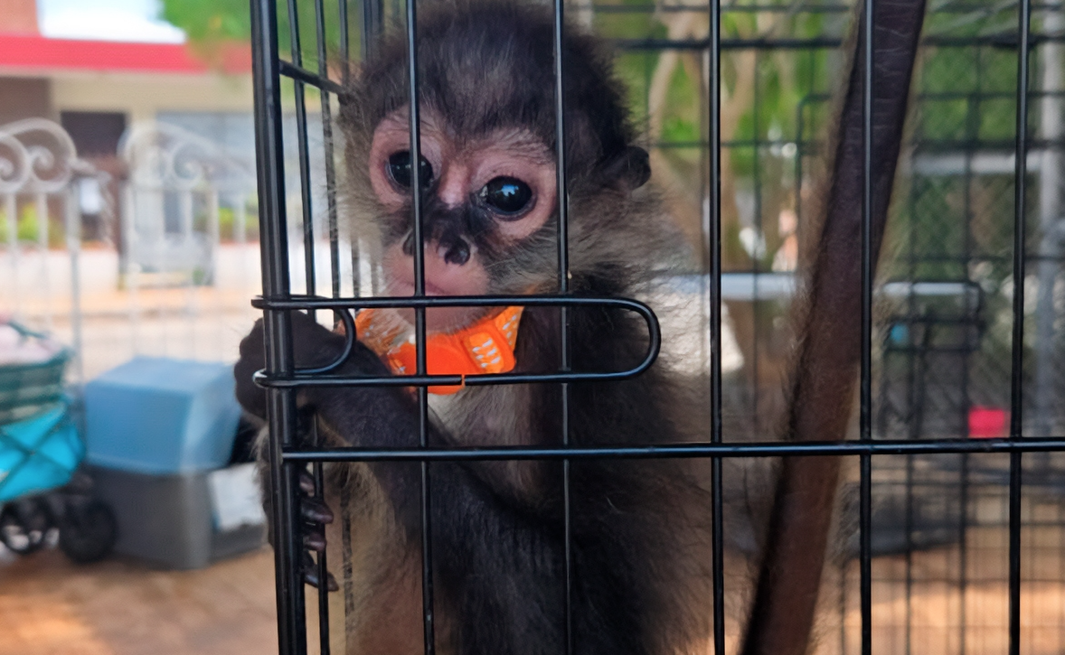 Rescatan 482 ejemplares de flora y fauna en operativo contra el tráfico ilegal