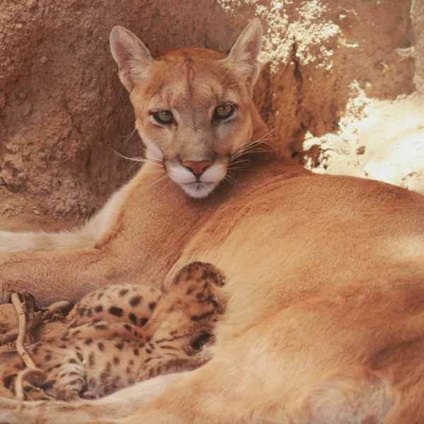 Centro Ecológico refuerza cuidados tras nacimiento de crías de la puma Bacanora; estas son las recomendaciones para visitantes