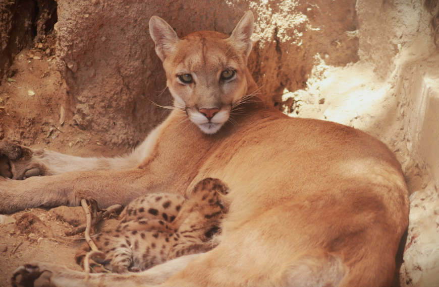 Centro Ecológico refuerza cuidados tras nacimiento de crías de la puma Bacanora; estas son las recomendaciones para visitantes
